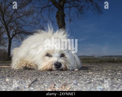 Ein kleiner weißer Havanese liegt auf der Straße vor ein paar Bäumen und einem tiefblauen Himmel Stockfoto