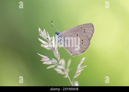 Dunkelblau (Phengaris nausithous), auf einem Grasblatt sitzend, Nordrhein-Westfalen, Deutschland, Europa Stockfoto