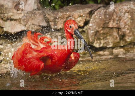 Scarlet ibis Baden Stockfoto