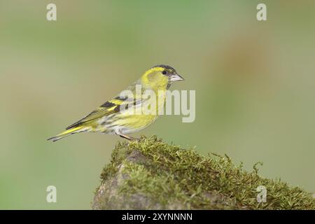 Eurasischer Sisskin (Carduelis spinus), männlich sitzend auf einem moosbedeckten Stein, Wilnsdorf, Nordrhein-Westfalen, Deutschland, Europa Stockfoto