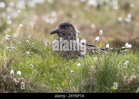 Ein großer Skua sitzt auf seinem Nest Stockfoto