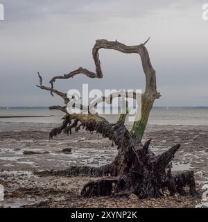 Silhouette eines toten Baumes, der an einem ruhigen, leeren Strand unter bewölktem Himmel bei Ebbe Schlamm mit Horizont-Hintergrund liegt Stockfoto