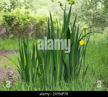 Ein Klumpen gelber Iris pseudacorus, der in starken steifen vertikalen Linien auf dem Waldlichteboden wächst, mit zwei Blüten der Iris, die im Boden aufgeschossen werden Stockfoto