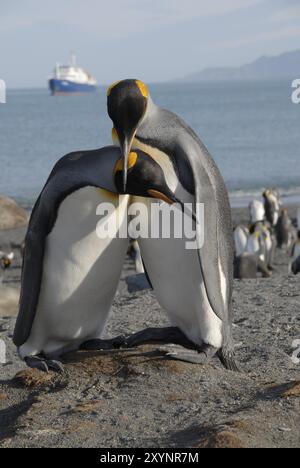 Ein paar Königspinguine Reinigung gegenseitig, Gold Harbour, Süd-Georgien Stockfoto
