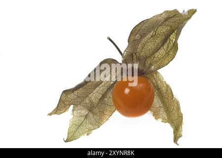 Physalis Frucht Closeup isoliert auf weiss Stockfoto