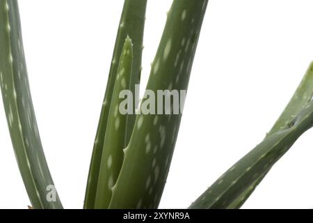 Aloe Vera Blätter isolierten auf weißen Hintergrund Stockfoto