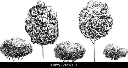 Vektor-Illustration der Bäume. Lineare Zeichnung für Clipart mit Sträuchern. Waldpflanzen für Grußkarten oder Einladungen mit schwarzer Tinte im linearen Stil. Ätzen von Waldelementen. Stock Vektor