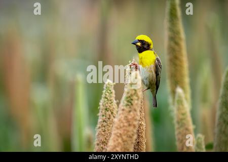 Baya Weaver auf einer Pearl Millet Panik Stockfoto