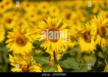 Nahaufnahme eines hellgelben Sonnenblumenkopfes, der in einem Wiltshire Sonnenblumenfeld blüht, Wiltshire, England, Großbritannien Stockfoto