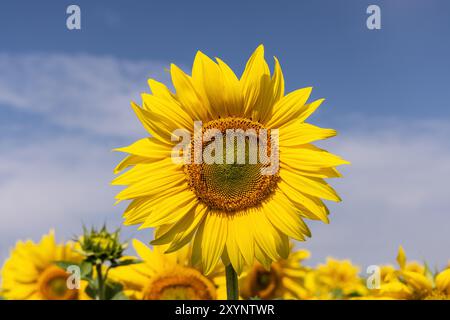 Nahaufnahme eines hellgelben Sonnenblumenkopfes an einem blauen Himmel, der in einem Wiltshire Sonnenblumenfeld blüht, Wiltshire, England, Großbritannien Stockfoto