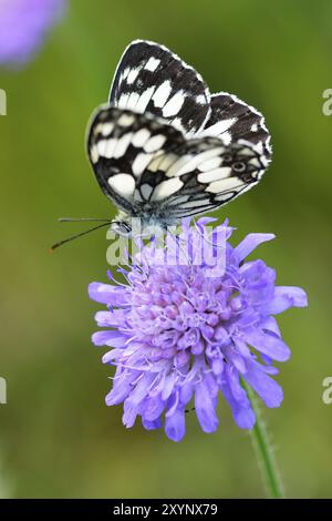 Marmoriertes weiß auf einer Blume Stockfoto