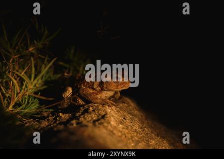 Junge Kröte in der Nacht. Junge Kröte in der Nacht Stockfoto