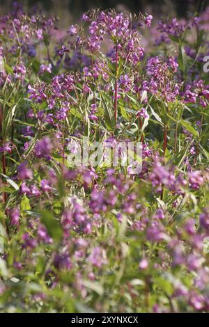 Himalaya oder indischer Balsam Stockfoto