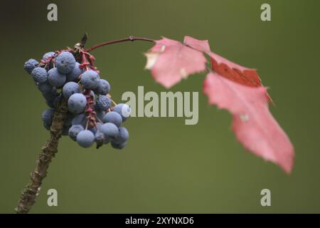 Mahonia, Schärfe auf die Beeren Stockfoto