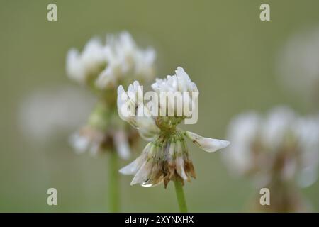 Trifolium repens, Nahaufnahme des Weißen Klees Stockfoto