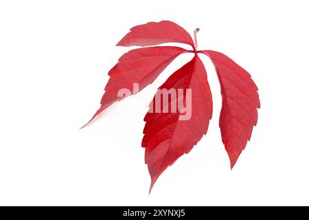 Rotes Blatt, Wildwein, geerntet Stockfoto