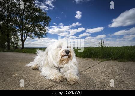 Ein weißer Havanese macht Platz auf der Straße und genießt den Sonnenschein genauso wie fotografiert zu werden. Im Hintergrund eine wunderschöne Landschaft mit blauem Himmel Stockfoto