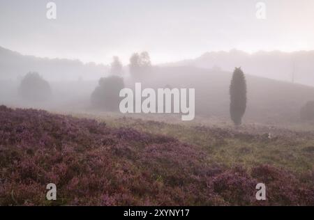 Hügel mit Heidekraut im Morgennebel, Totengrund, Deutschland, Europa Stockfoto