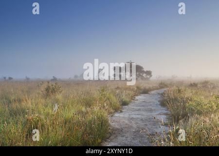 Pfad durch den Sumpfboden am nebeligen Sommermorgen, Fochteloerveen, Niederlande Stockfoto