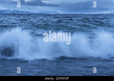 Surfen im Lake Tornetraesk, Norrbotten, Lappland, Schweden, Januar 2014, Europa Stockfoto