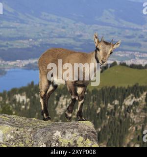 Alpensteinböcke auf dem Kamm des Niederhorns, Schweiz, Europa Stockfoto