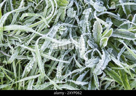 Winter Natur Hintergrund. Morgenreif auf dem Gras. Nahaufnahme von oben Stockfoto