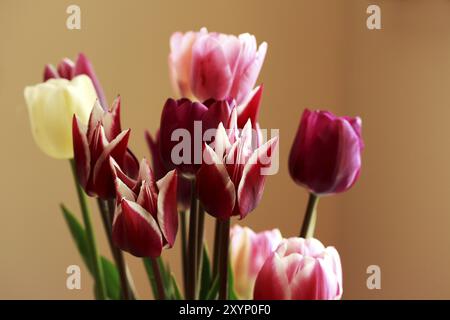 Tulpe Stockfoto