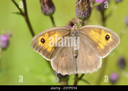 Großes Ochsenauge (weiblich), Maniola jurtina, Wiesenbraun weiblich Stockfoto