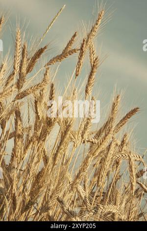 Trockene Weizenohren Stockfoto