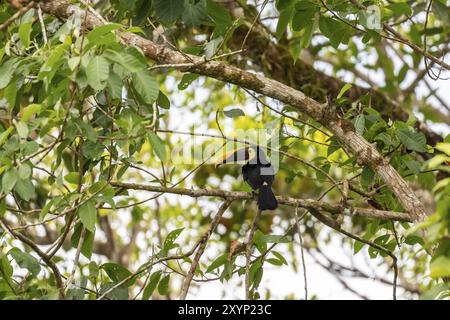 Schwarzer Tukan (Ramphastos ambiguus) auf einem Zweig, tropischer Regenwald, Corcovado Nationalpark, Osa, Provinz Puntarena, Costa Rica, C Stockfoto