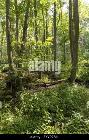 Deutsche Moorwaldlandschaft mit Farnen, Moos, Gras und Laubbäumen im Sommer Stockfoto