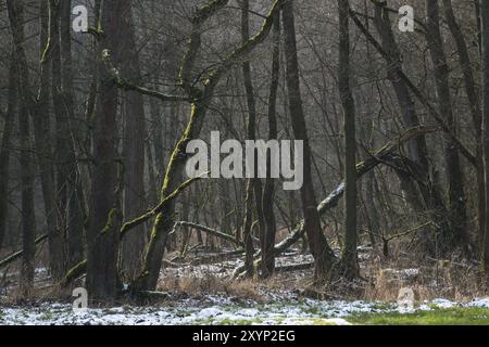 Auwälder mit schwarzen Erlen und Silberweiden im Februar Stockfoto