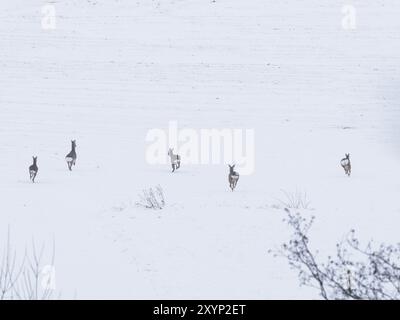 Fünf Hirsche fliehen über schneebedeckte Felder in Oberfranken Stockfoto