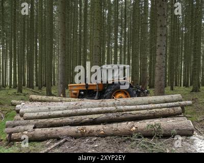 Ein alter Traktor steht vor gestapelten Baumstämmen in einem Fichtenwald Stockfoto