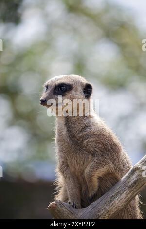 Erdmännchen oder Surikat, die auf einem toten Baum ruhen Stockfoto