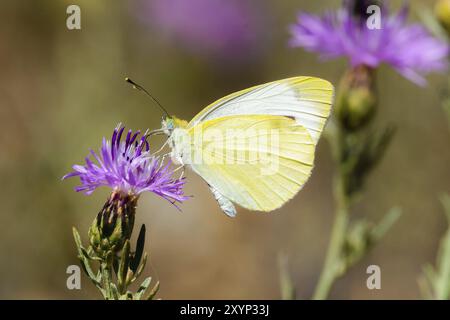 Pieris Rapae, normalerweise genannt kleine Kohl weißen Schmetterling Stockfoto