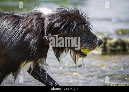 Nasser Hund läuft mit einem Tennisball im Mund durch das Wasser Stockfoto