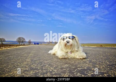 Ein Hund mit Sonnenbrille liegt auf der Straße und sonnt sich, im Hintergrund ein wunderschöner blauer Himmel Stockfoto