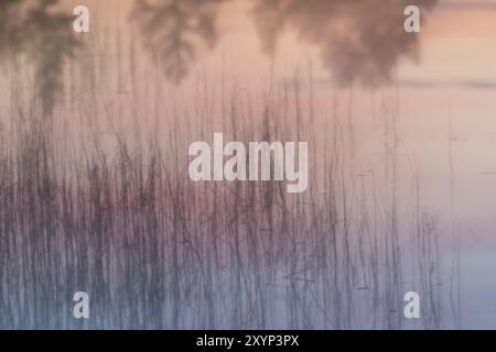 Abendstimmung an einem Waldsee, Wischeffekt, abstrakt, Norrbotten, Lappland, Schweden, August 2013, Europa Stockfoto