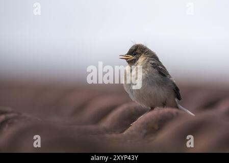 Ein junger weißer Bachstelz sitzt auf einem gekachelten Dach und wartet auf Essen Stockfoto