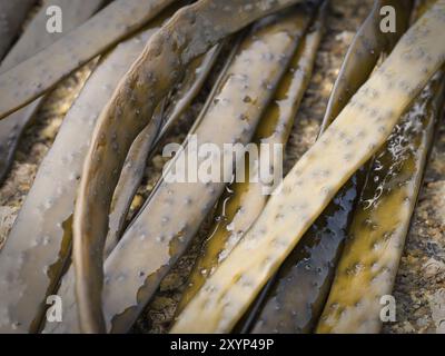 Thongweed, Sea-Tanga auf Meeresfelsen. Essbare Algen. Himanthalia elongata. Nahaufnahme Stockfoto