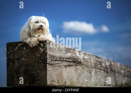 Kleine weiße Havanese liegt auf einem riesigen Holzbalken und genießt die Sonne Stockfoto