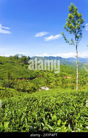 Wunderschöner Panoramablick auf das Tal und die umliegenden Berge rund um gepflegte Teepflanzen am sonnigen Tag auf dem Teeplantagen-Anwesen der Hochlandstadt von Stockfoto