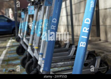 Symbolisches Image Mobilität, öffentlicher Verkehr, Verkehr, geparkte E-Scooter vom Anbieter VOGEL auf einem Parkplatz, Ponto de partilha, Porto, Portugal, Europa Stockfoto