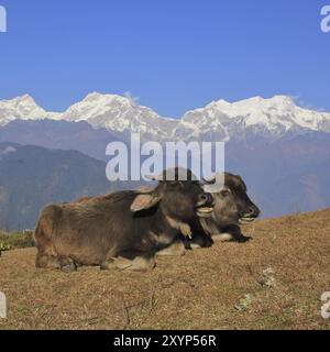 Wasserbüffelbabys ruhen in Ghale Gaun, Nepal. Schneebedeckte Manaslu-Reihe Stockfoto