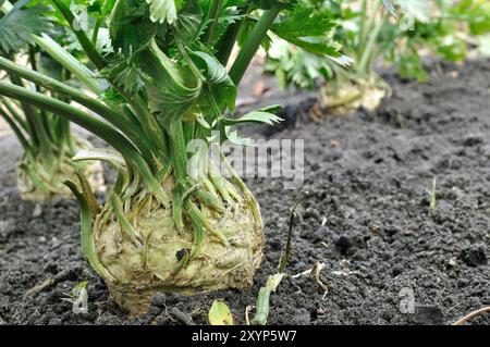 Verschlüsse von wachsenden Wurzelselleriepflanzen (Wurzelgemüse) im Gemüsegarten Stockfoto