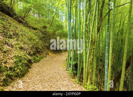 Schöne rustikale Wicklung Schmutz Trail von grünem Bambus Wald gesäumt führt zum Gelände des ehemaligen Tsumago Schloss entlang der Nakasendo Route in Japan. Horizontale Stockfoto