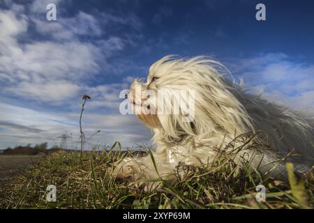 Ein Havanese liegt auf der Wiese, genießt die Wintersonne und blickt in die Ferne. Im Hintergrund ein wunderschöner blauer Himmel mit ein paar Wolken Stockfoto