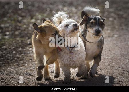 Ein Welpe und zwei ausgewachsene Mischhunde bilden zusammen die drei vierbeinigen Musketiere. Die drei Hunde laufen spielerisch auf einem Weg zusammen Stockfoto