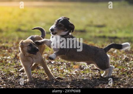 Ein ausgewachsener Mischhund spielt mit einem Hirtenwelpen auf einer Wiese in der Sonne Stockfoto